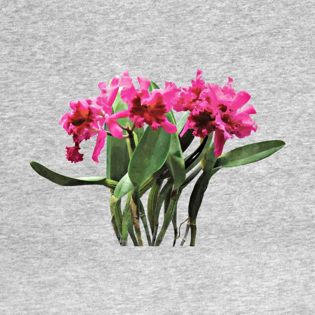 Orchid Chorus Line by SusanSavad